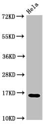 HIST1H3A Antibody