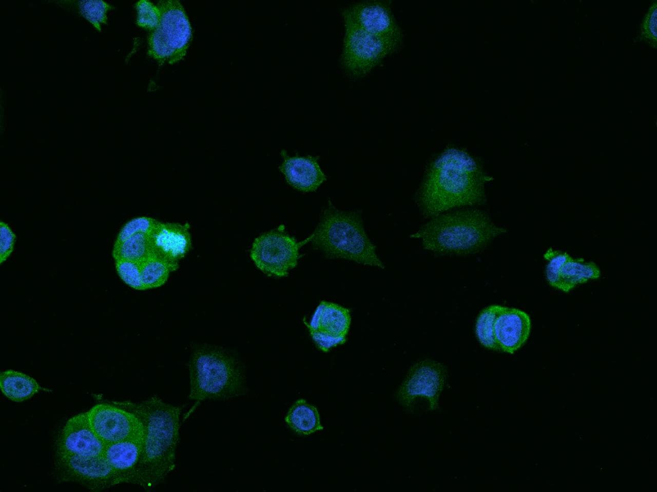 BNIP1 Antibody