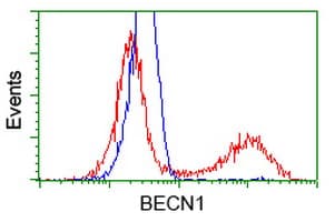 BECN1 / Beclin-1 Antibody (clone OTI1F1)