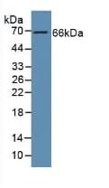 GAS6 Antibody (aa136-311)