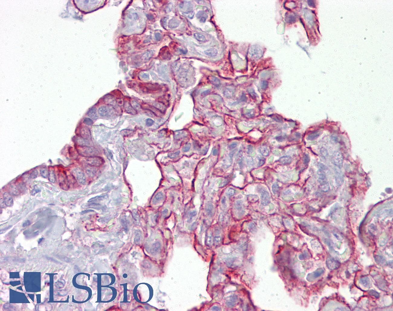 PTPN11 / SHP-2 / NS1 Antibody (aa143-192)