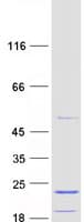 Human BMRP36a / MRPL43 Protein (Recombinant Myc-DDK (Flag))