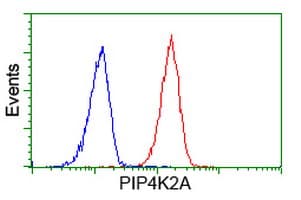PIP4K2A / PIPK Antibody (clone OTI3A9)