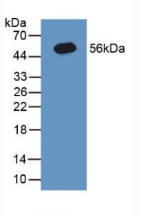 CANX / Calnexin Antibody (aa239-461)