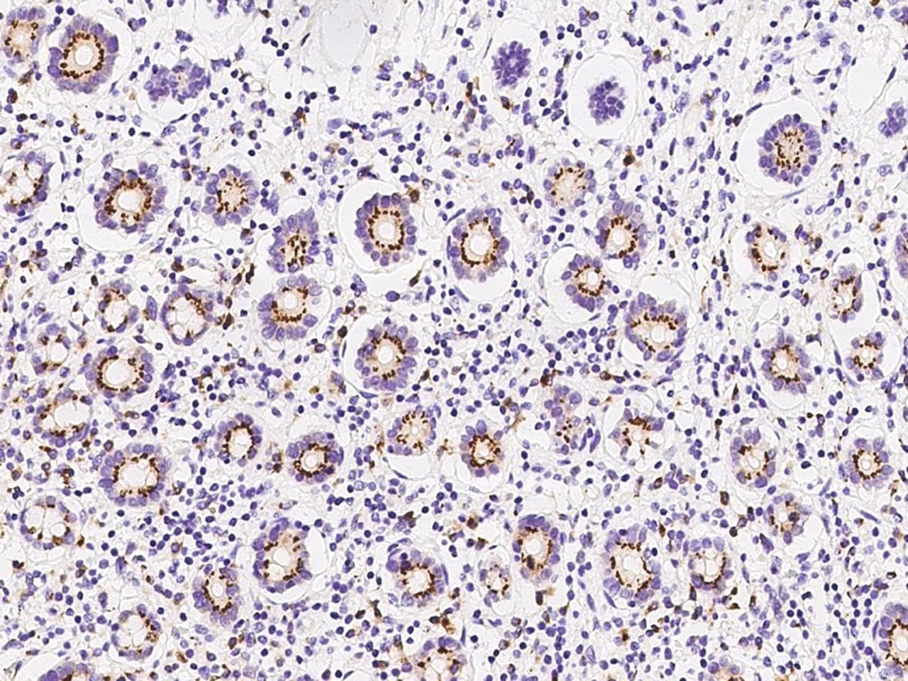 Polyclonal Rabbit anti-Human SDF4 Antibody (IHC, IF)