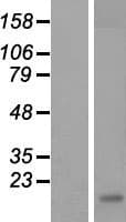CLEC7A / Dectin 1 Protein (Over-Expression Lysate Myc-DDK (Flag))