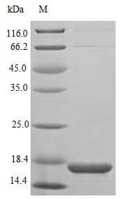 Mouse ECEL1 Protein (Recombinant 10His, N-terminus + Myc, C-terminus)