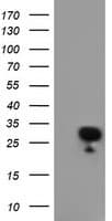 RGS16 Antibody (clone OTI1D3)