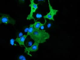 DNAJA2 Antibody (clone OTI3A1)