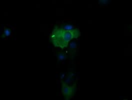 PIK3R5 Antibody (clone OTI2A6)