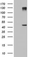 AGPAT5 Antibody (clone OTI1H10, Carrier-free)