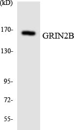 GRIN2B / NMDAR2B / NR2B Antibody (aa1248-1297)
