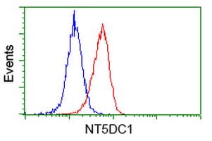 NT5DC1 Antibody (clone OTI3A6)