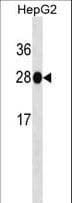 HMT / HNMT Antibody