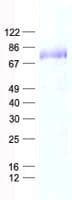 Human CCDC185 Protein (Recombinant His, N-Terminal)