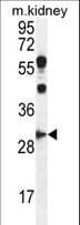 Polyclonal Rabbit anti-Human CCNG1 / Cyclin G1 Antibody (aa243-272, WB)