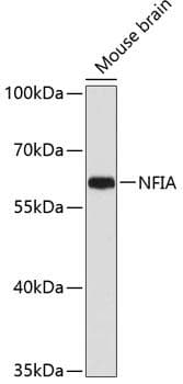 Polyclonal Rabbit anti-Human NFIA / Nuclear Factor 1 Antibody (WB)
