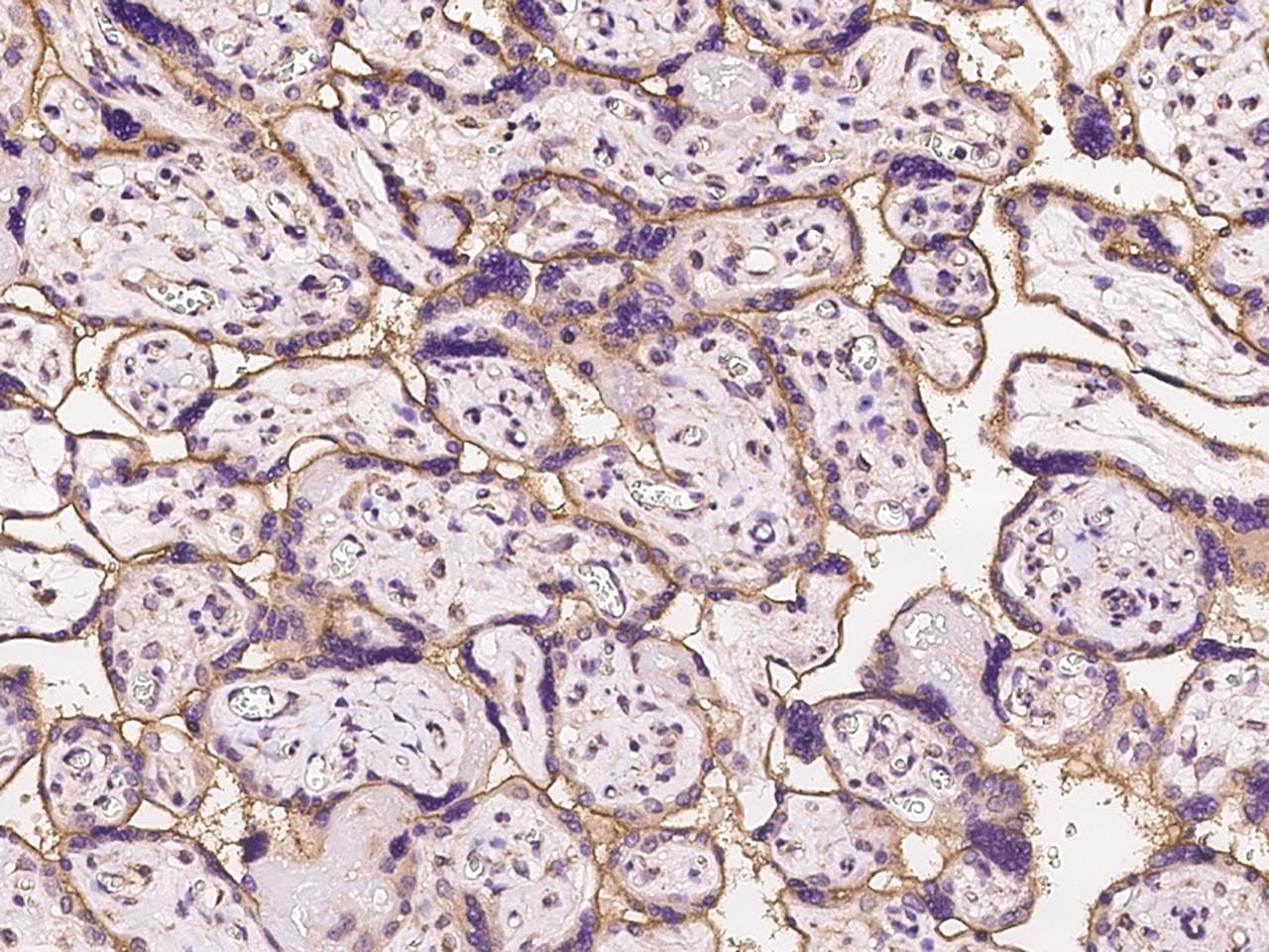 THBD / CD141 / Thrombomodulin Antibody