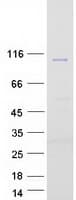 Human COPB1 / Beta-COP Protein (Recombinant Myc-DDK (Flag))