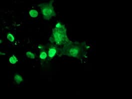 RYBP Antibody (clone OTI1B2, Carrier-free)