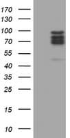 CNOT4 / CLONE243 Antibody (clone OTI2A5)
