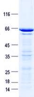Human ZNF302 Protein (Recombinant GST, N-terminus + His, C-terminus)
