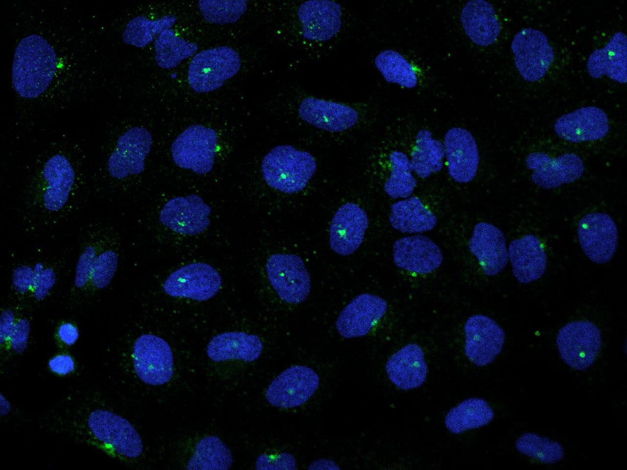 Polyclonal Rabbit anti-Human GRAP Antibody (IF)