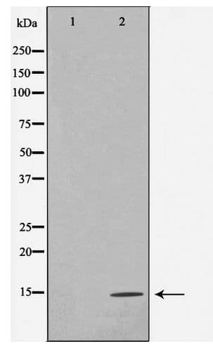 Histone H4 Antibody