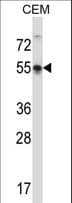 POU3F3 / BRN1 Antibody (aa294-323)