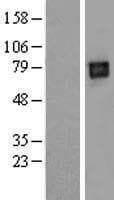 LILRB2 / ILT4 Protein (Over-Expression Lysate Myc-DDK (Flag))