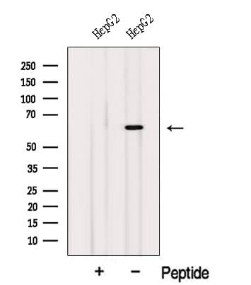 ISYNA1 Antibody