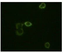 Monoclonal Mouse anti-Human ABL2 Antibody (clone 1H1B11, IHC, IF, WB)