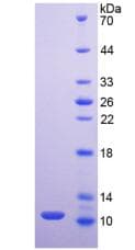 Mouse Mucin 2 / MUC2 Protein (Recombinant His, N-Terminal)
