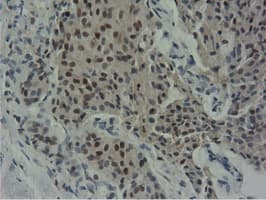 NT5DC1 Antibody (clone OTI1E11, Carrier-free)