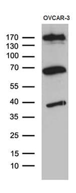 KDELC2 Antibody (clone OTI5G2, Carrier-free)