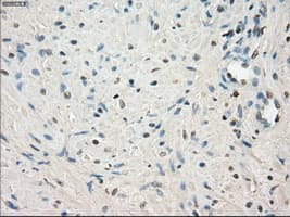 LTA4H / LTA4 Antibody (clone OTI3C11)