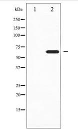 EZR / Ezrin Antibody