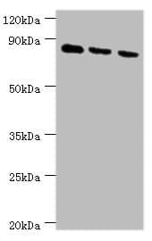 CDH6 / K Cadherin Antibody (aa1-250)