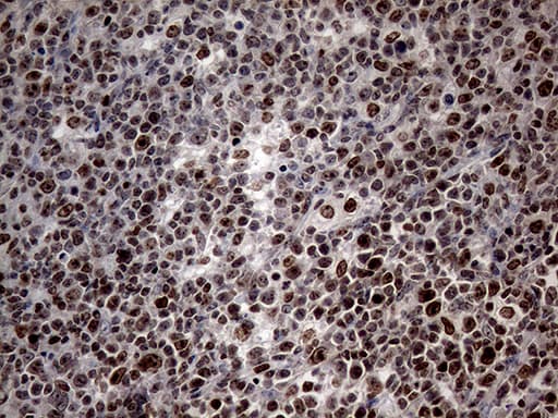 SP110 Antibody (aa232-521, clone OTI1H5)