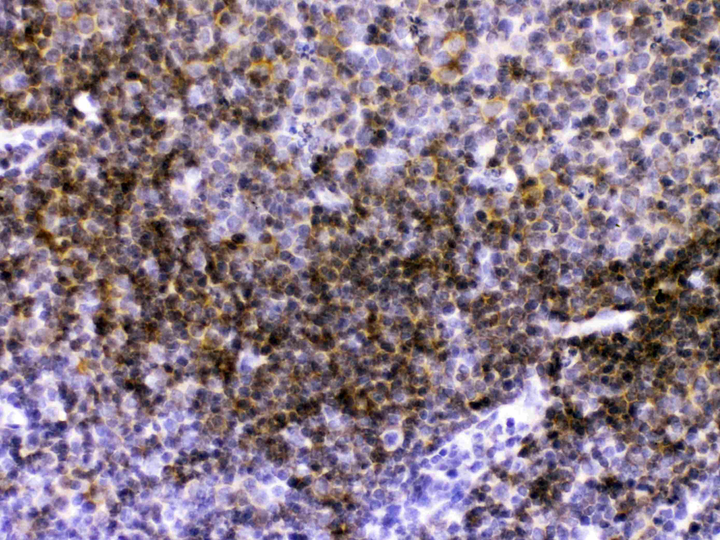 Polyclonal Rabbit anti-Mouse CD40 Antibody (IHC, WB)