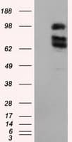 XRCC1 Antibody (clone OTI2F8)