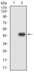 BUB1 Antibody (clone 1A11C7)