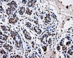 PKMYT1 Antibody (clone OTI5E1)