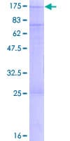 Human SNX13 Protein (Recombinant GST)