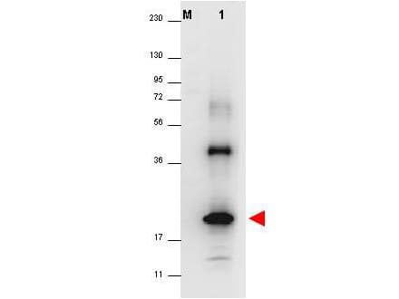 Polyclonal Rabbit anti-Human IL32 Antibody (WB)
