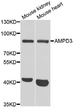 AMPD3 Antibody