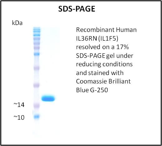 Human IL36RN / IL1F5 Protein (Recombinant)