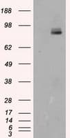 PTPRE / PTP Epsilon Antibody (clone OTI5E8)