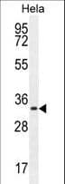 CCNH / Cyclin H Antibody (aa269-299)