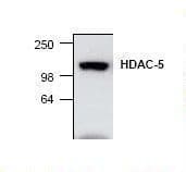 IHC-plus™ HDAC5 Antibody